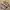 Yoshiyuki Konishi X Nyarome Moretsu Ataro Anima Rare Item