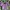 Vintage Crop Top Wanita Purple