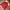 Calvin Klein CK Red Puffer Jacket photo 3