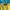 Jaket Outdoor Lecaf  Kuning Tosca Anti Air Hoodie Pria Wanit photo 4