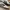 Adidas Samba photo 2