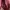 Longchamp Bag Large Maroon photo 4
