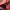 Longchamp Bag Large Maroon photo 2