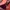 Longchamp Bag Large Maroon