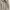 BURBERRY brit short trench coat, size 2 photo 1