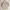 Uniqlo Y2K Minimalist Puffer jacket Pria cream photo 8