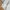 Carhartt Ripstop Relaxed Force Cargo Pant Beige  photo 3