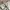 Carhartt Short Carpenter Pant Tan photo 6
