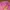 Cardi Crop Pink photo 1