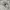 Hoodie Avirex us army photo 2