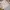 Liz Lisa Lace Up Milkmaid Floral Shimmer Whimsical Puffy Fai photo 7