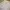 Liz Lisa Lace Up Milkmaid Floral Shimmer Whimsical Puffy Fai photo 10