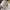 Milkmaid Floral Eyelet Bow Bustier Bodyfit Babydoll Dress photo 5