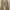 Carhartt Casual Jeans Pria tan photo 3