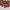 ADIDAS SUPERSTAR BOLD PINK SNAKESKIN SIZE 38 photo 1