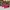 ADIDAS SUPERSTAR BOLD PINK SNAKESKIN SIZE 38