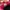 ADIDAS SUPERSTAR BOLD PINK SNAKESKIN SIZE 38 photo 3