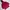 McGregor Y2K Gorpcore Parka Pria Burgundy Red