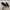 Vans Casual Sneakers Pria black photo 4