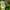 TRACKTOP PUMA GREEN SB photo 4