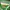 TRACKTOP PUMA GREEN SB photo 3