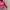 COLORBOX Coquette Minimalist T-shirt Wanita Pink