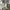 Dickies pants 874 khakis photo 5