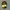Citrine yellow warna rata dan bagus photo 7