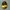 Citrine yellow warna rata dan bagus photo 1