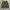 Short Cargo / Cargo Pendek Mile photo 2