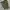 Short Cargo / Cargo Pendek Mile photo 3
