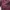 Blouse Rayon Burgundy photo 2
