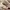 Steve Madden Luxury Minimalist Heels Wanita pink photo 3