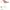 Steve Madden Luxury Minimalist Heels Wanita pink photo 6