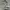 Dickies Carpenter Pants Moss Green photo 5