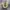 Converse Chuck Taylor 70s x Dera Of God Essential String photo 3