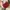 Prada Luxury Shoulder Bag Wanita Burgundy