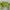 Casual Crop Top Wanita Green