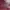 Hush Puppies Casual Shoulder Bag Wanita Burgundy