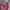 Hush Puppies Casual Shoulder Bag Wanita Burgundy