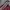 Hush Puppies Casual Shoulder bag Wanita burgundy photo 3