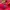 Adidas Adizero Evo SL Lucid Pink photo 6