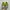 Puma speedcat green photo 4