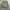 Buckaroo Short Cargo / Celana Cargo Pendek photo 1
