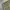 Buckaroo Short Cargo / Celana Cargo Pendek photo 4