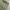 Short Cargo Pants / Celana Cargo pendek Green photo 4