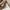 Japanese brand Casual Sweatshirt Pria brown photo 7