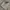 Timberland Casual Formal shirt Pria gray photo 5