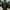 Military Army Jacket Mandatory Uniform Dragon Full Bordir photo 2