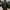 Military Army Jacket Mandatory Uniform Dragon Full Bordir